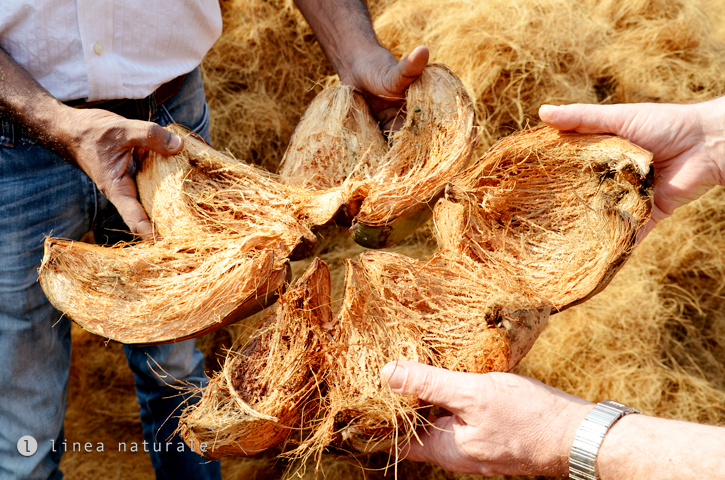 Geöffente Kokosnuss mit Kokosfasern für Kokosteppiche